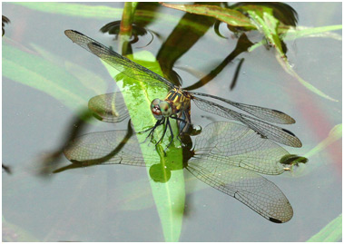 Micrathyria stawiarskii femelle, Dot-tailed Dasher female